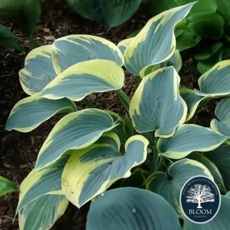 Hosta - Crin de toamna First Frost