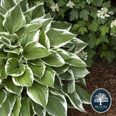 Hosta - Crin de toamna Francee