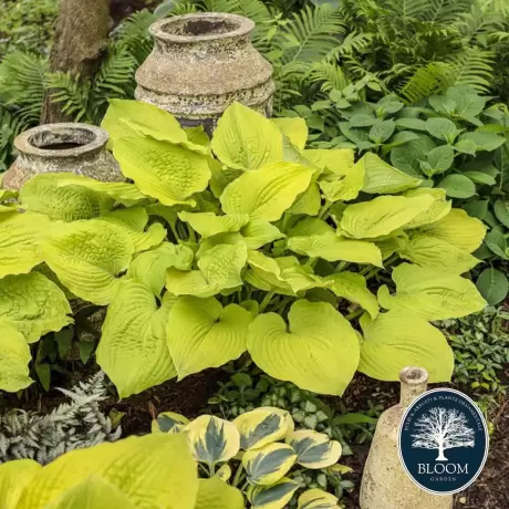 Hosta - Crin de toamna Gold Standard