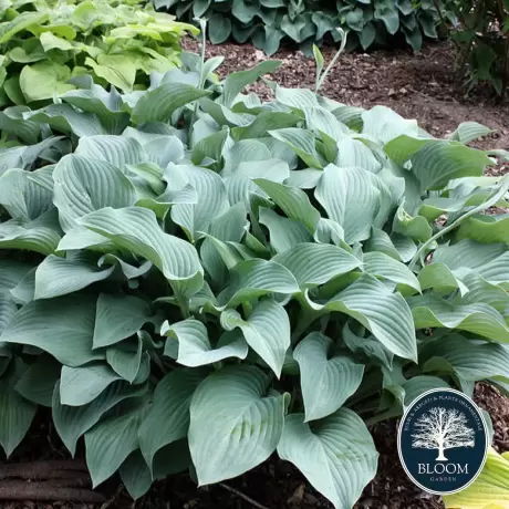 Hosta - Crin de toamna Krossa Regal