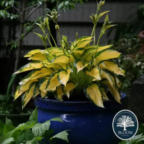 Hosta - Crin de toamna Orange Marmelade