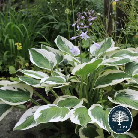 Hosta - Crin de toamna Patriot