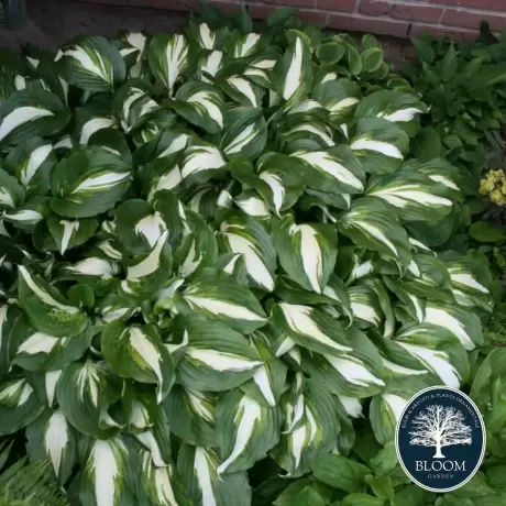 Hosta - Crin de toamna Undulata Univittata