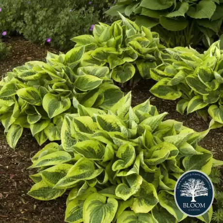 Hosta - Crin de toamna Wide Brim