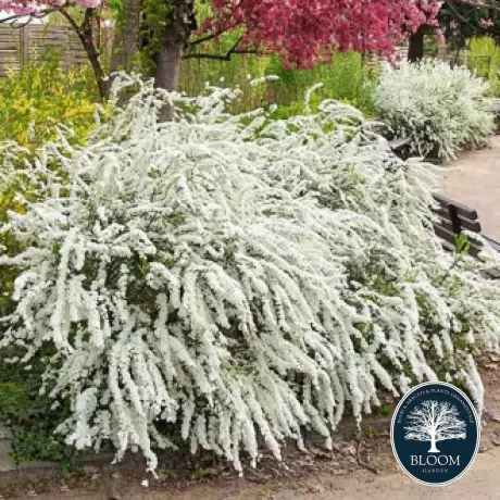 Spiraea - Cununiță Cinerea Grefsheim