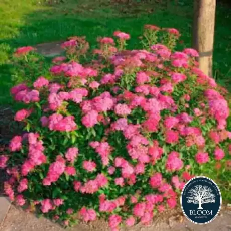 Spiraea - Cununiță Japonica Darts Red