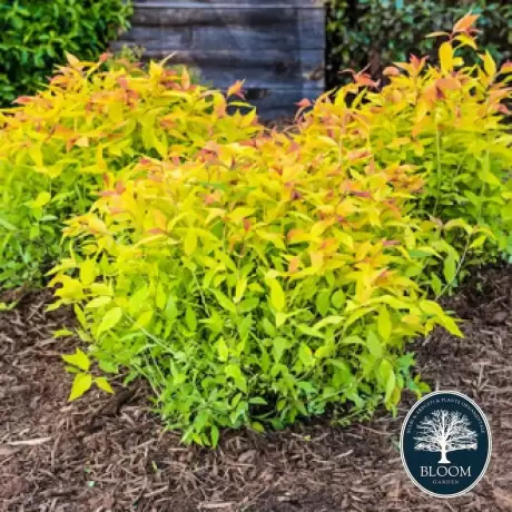 Spiraea - Cununiță Japonica Goldflame