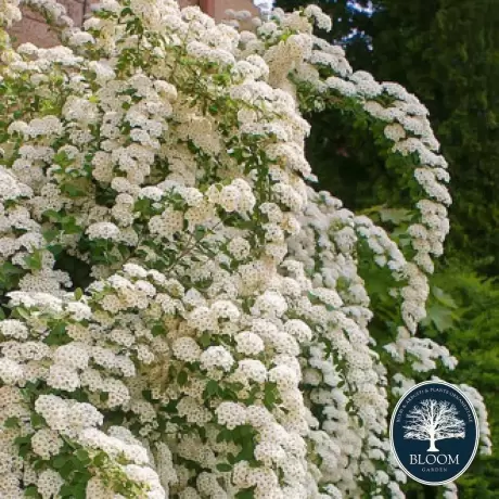 Spiraea - Cununiță Japonica June Bride