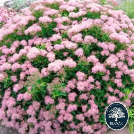 Spiraea - Cununiță Japonica Little Princess