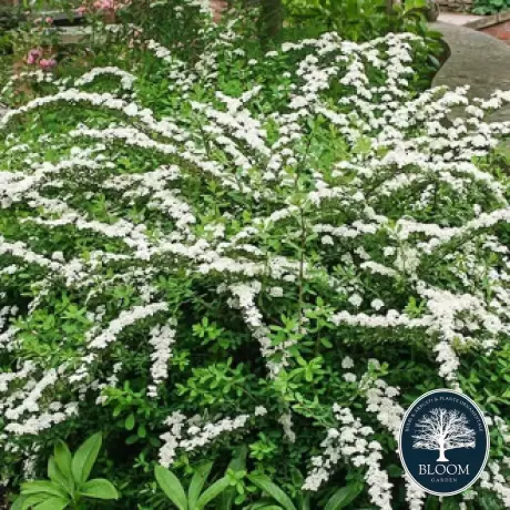 Spiraea - Cununiță Japonica Snowmound