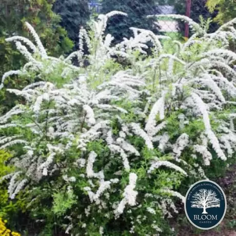 Spiraea - Cununiță Japonica White Carpet