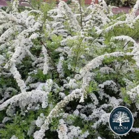 Spiraea - Cununiță White Carpet Vandeputte