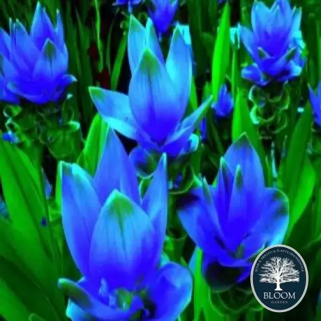 Curcuma Blue