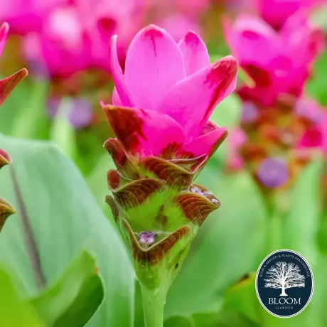 Curcuma Dark Pink