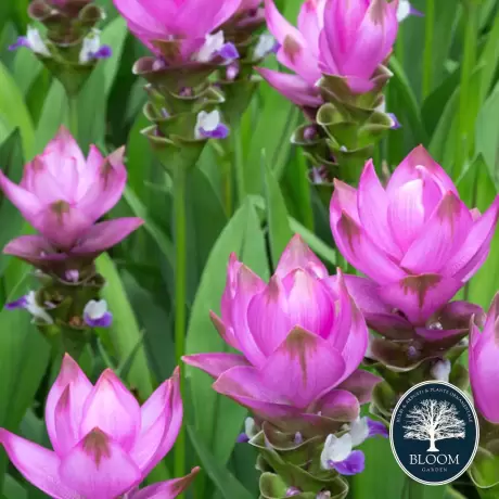 Curcuma Pink