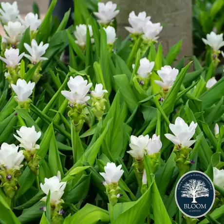 Curcuma White Wonder