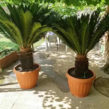 Cycas - Ghiveci 7 l - Înălțime 80 - 90 cm