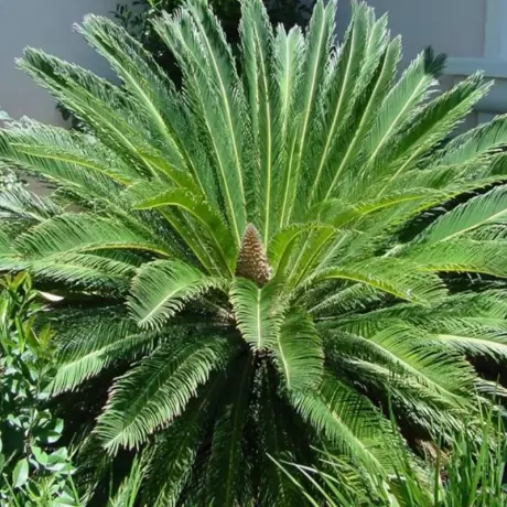 Cycas - Ghiveci 3 l - Înălțime 40 - 50 cm