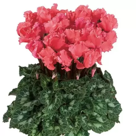 Bulbi de Cyclamen Curly Salmon