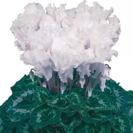 Bulbi de Cyclamen Curly White