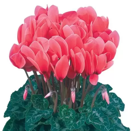 Bulbi de Cyclamen Dhiva Salmon