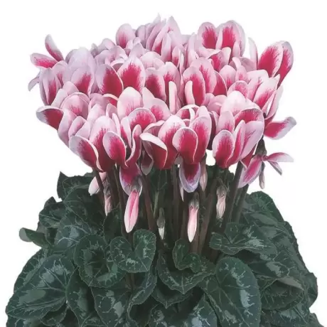 Bulbi de Cyclamen Fantasia Magenta