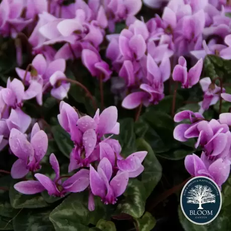 Cyclamen Hederifolium