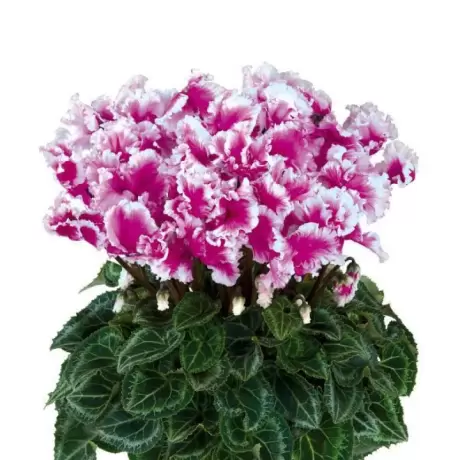 Bulbi de Cyclamen Light Purple