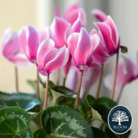 Cyclamen Overig