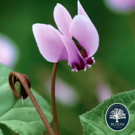 Cyclamen Pink