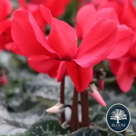 Cyclamen Red Flower