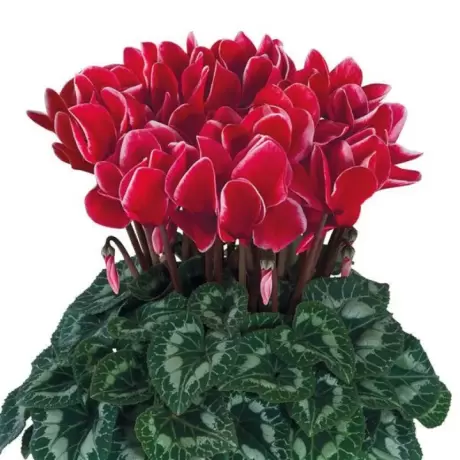 Bulbi de Cyclamen Red Satisfaction