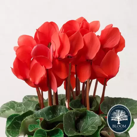 Cyclamen Red