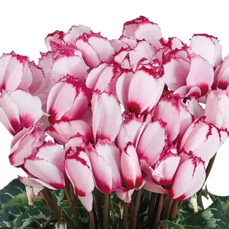 Bulbi de Cyclamen Rose With Eye Curly