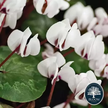 Cyclamen White