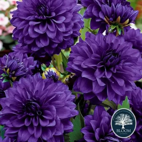 Rizomi de Dalie Pitica Black Purple