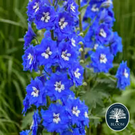 Delphinium Blue - Ghiveci 3 L - Inaltime 60 - 50 cm