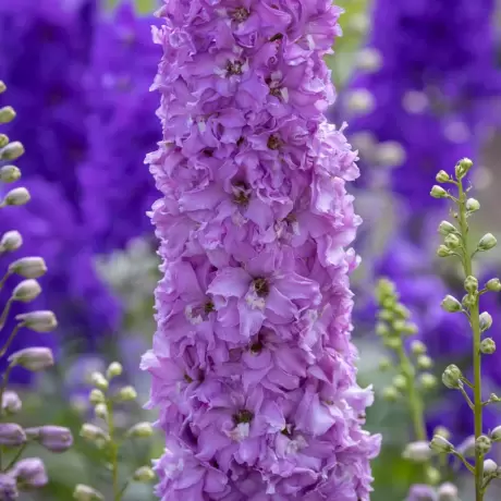 Delphinium Delgenius Juliette