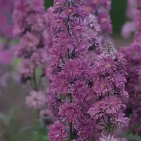 Delphinium Flamenco - Ghiveci 3 L - Inaltime 60 - 50 cm