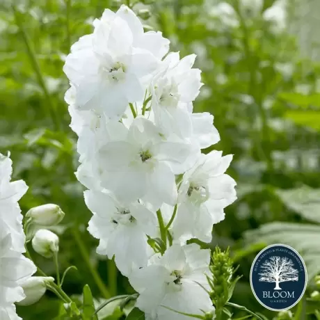 Delphinium White - Ghiveci 3 L - Inaltime 60 - 50 cm