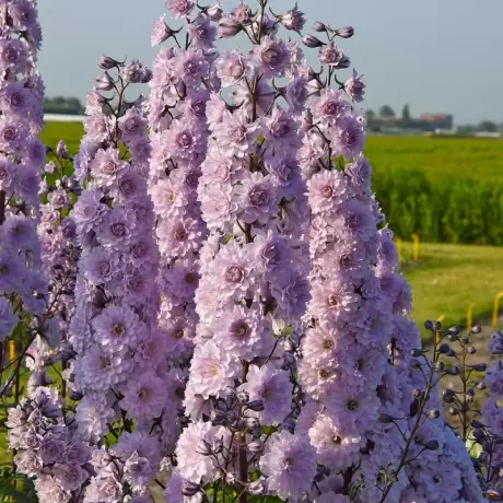 Delphinium Highlander Cha Cha - Ghiveci 3 L - Inaltime 60 - 50 cm