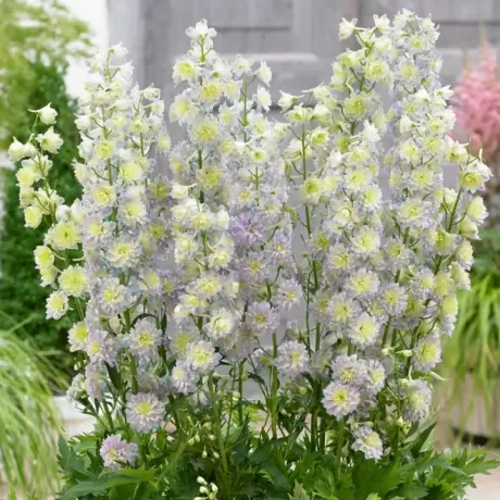 Delphinium Moonlight - Ghiveci 3 L - Inaltime 60 - 50 cm