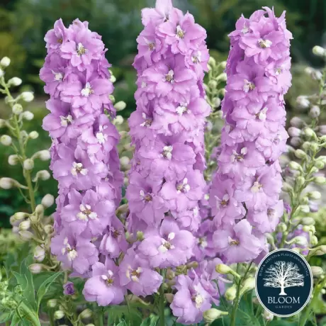 Delphinium Pink