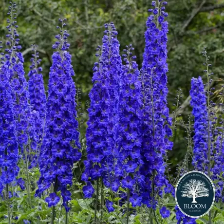 Delphinium Purple - Ghiveci 3 L - Inaltime 60 - 50 cm