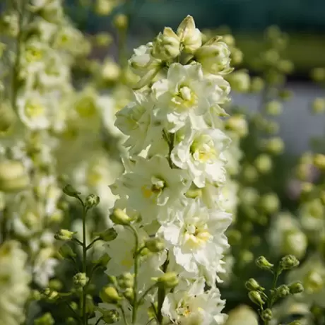 Delphinium Sherbet Lemon - Ghiveci 3 L - Inaltime 60 - 50 cm