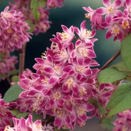 Deutzia - Strawberry Fields - Ghiveci 2 l - Înălțime 50 - 60 cm