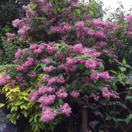 Deutzia - Strawberry Fields - Ghiveci 2 l - Înălțime 50 - 60 cm