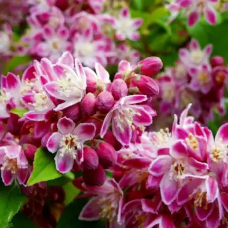 Deutzia - Strawberry Fields - Ghiveci 2 l - Înălțime 50 - 60 cm