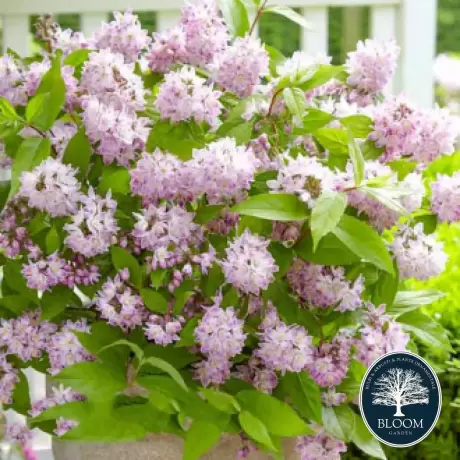 Deutzia Codsall Pink - Ghiveci 2 l - Înălțime 50 - 60 cm