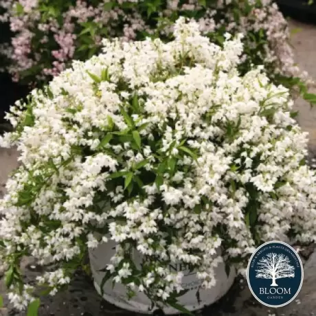 Deutzia Gracilis Nikko - Ghiveci 2 l - Înălțime 50 - 60 cm